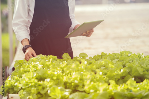 Hydroponics Inspection of Vegetable Quality in Farm