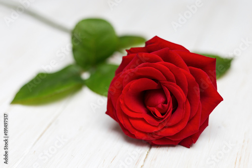 Red rose on a white table