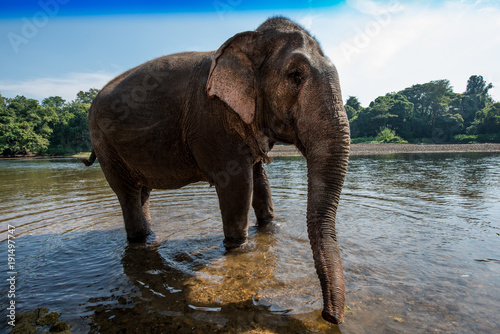 Asiatischer Elefant in Thailand