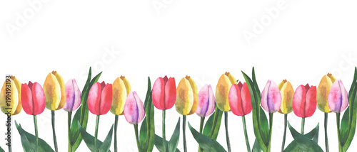 border of tulips on white background with watercolor