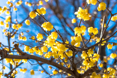 Ueno Park is a famous park in Taito Ward, Tokyo.