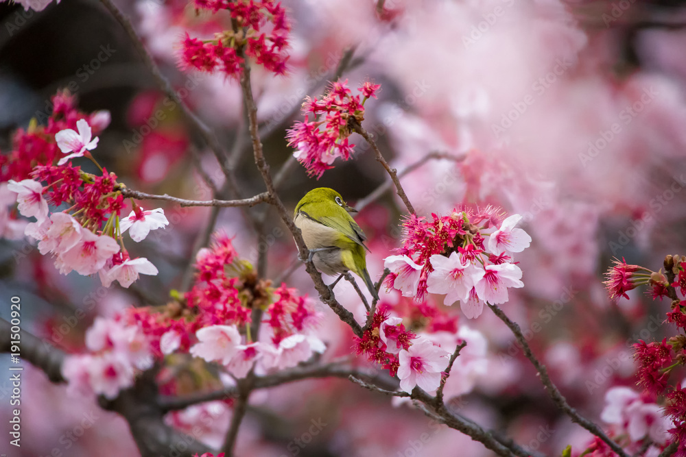 The Japanese White-eye.The background is cherry blossoms(Japanese name Kanzakura). Located in Tokyo Prefecture Japan.