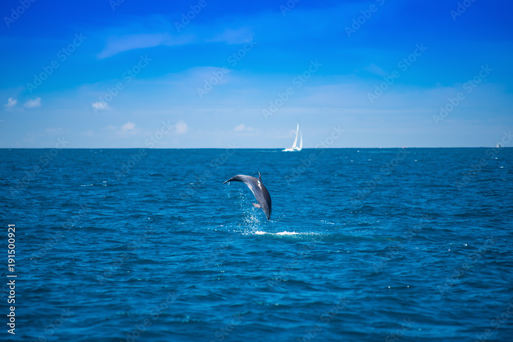 Obraz premium Kühner Sprung vor die Linse