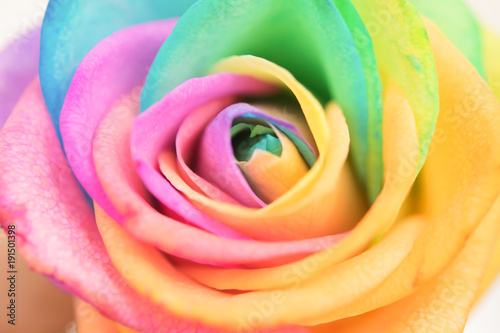 Rainbow beauty rose