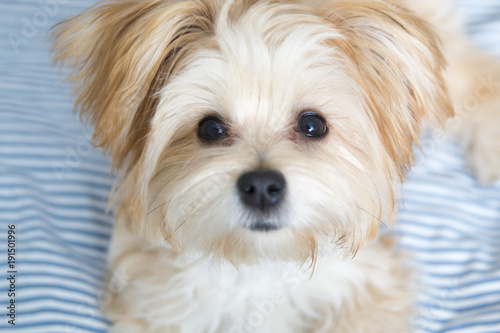 Sweet Morkie Puppy looking directly at the camera.