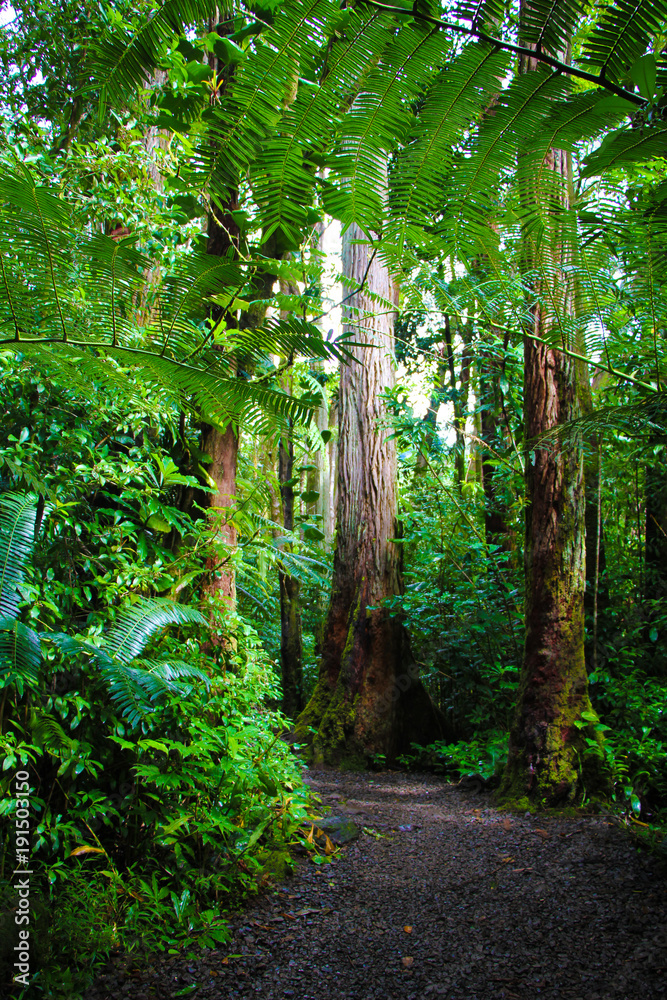 Obraz premium Path at Manoa Falls, Hawaii