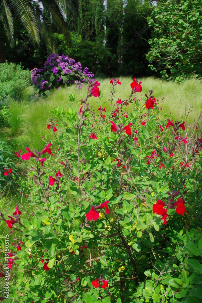 Fleurs roses dans un champ de verdure Fleurs roses dans un champ de verdure