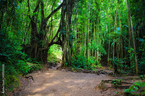 Manoa Falls, Honolulu, Hawaii - November 20, 2017: Local little red riding hood is often seen hanging off the natural banyan tree arch on manoa falls trail in manoa, near honolulu hawaii Oahu USA