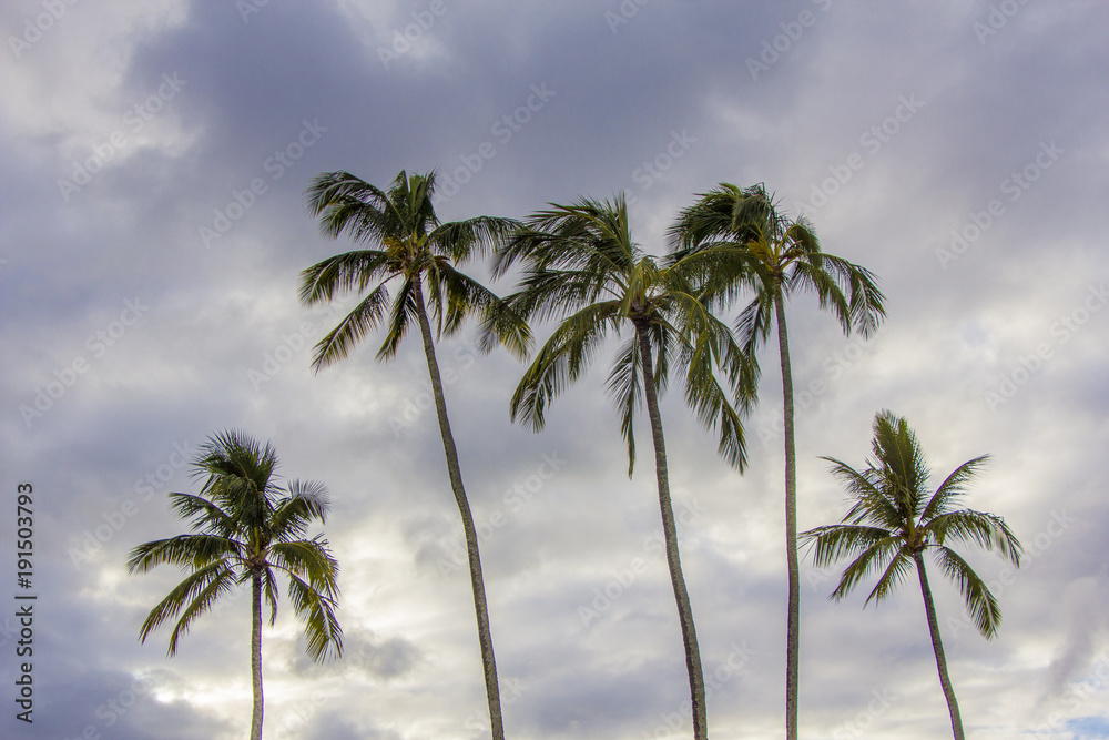 Palms on the blue sky background in Hawaii