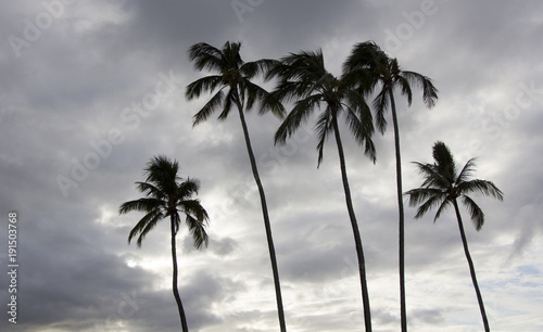 Fototapeta Naklejka Na Ścianę i Meble -  dramatic sky with palm in Hawaii