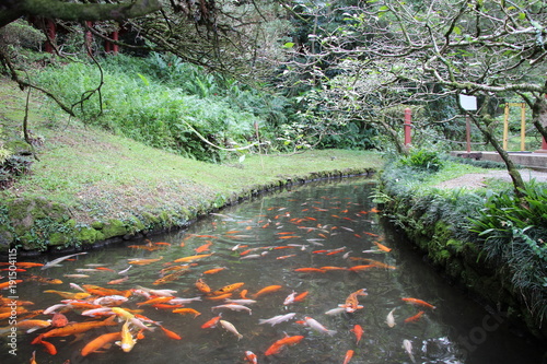 Koi at the Byodo-In Temple on Oahu,