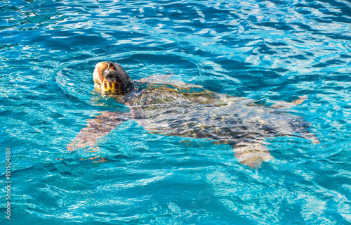 Big sea turtle Caretta spoted near Zakynthos island