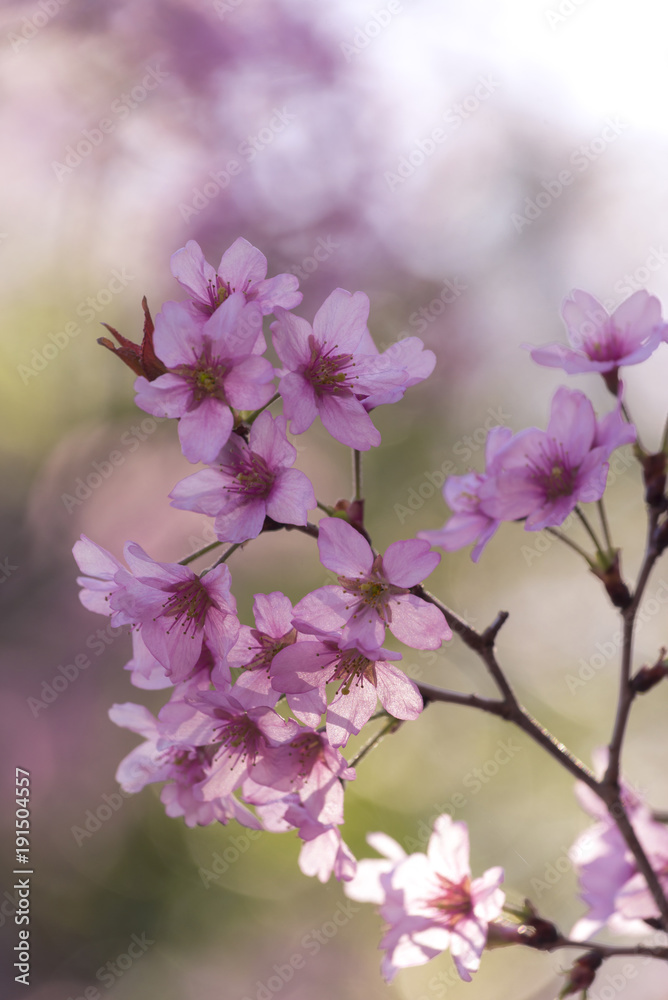 Japanese cherry Blossom (Sakura tree) spring season or hanabi season in japan, outdoor pastel color background Japanese cherry Blossom (Sakura tree) spring season or hanabi season in japan, outdoor pastel color background