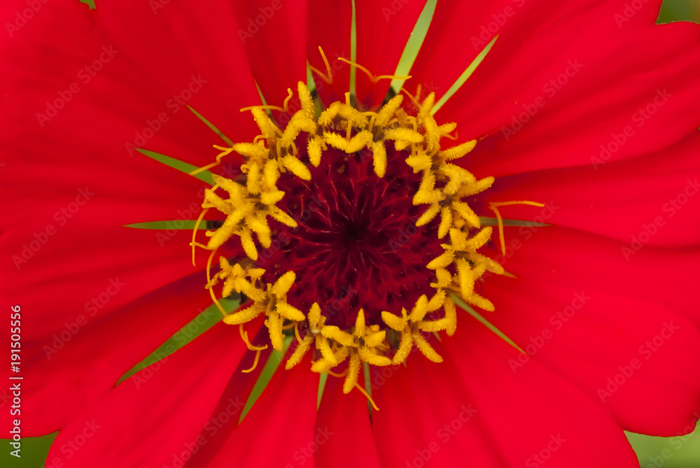 Flor roja