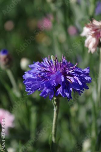 fleur bleue