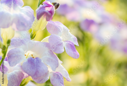 Nature background  herbs plants  Creeping foxglove.