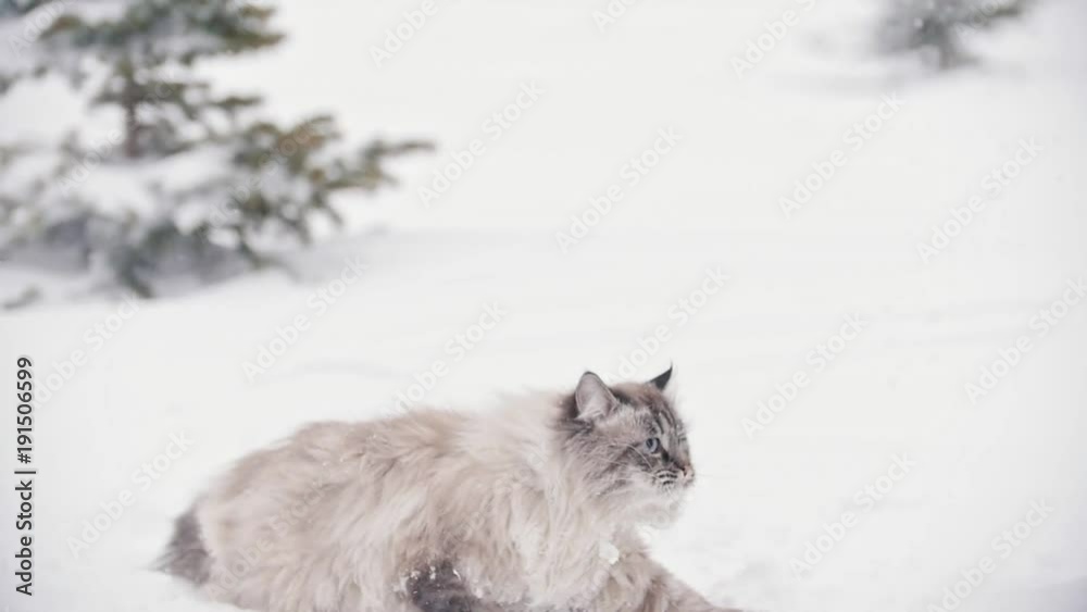 Big furry cat walking and playing in the snow near the trees, slow-motion