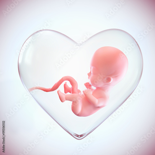 fetus inside the heart shape of womb photo