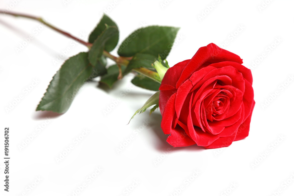 Rote Rosen Rote Rosen