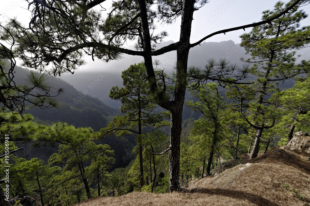 la Palma la Palma