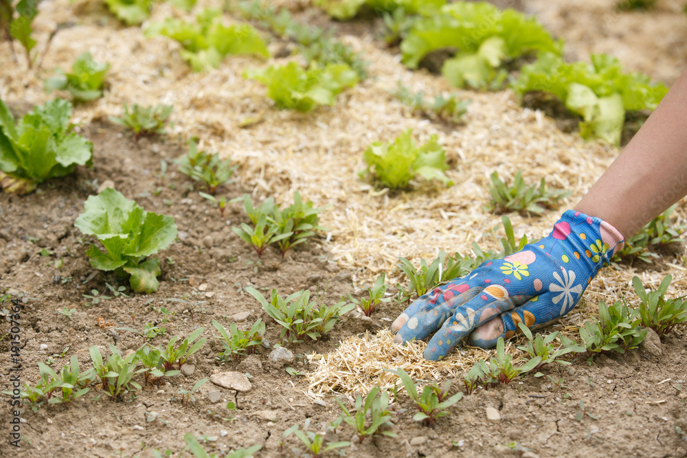 Gardener spreading a straw mulch around plants