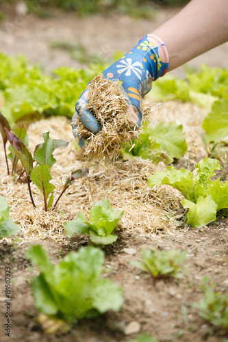 Obraz na płótnie Gardener spreading a straw mulch around plants w salonie
