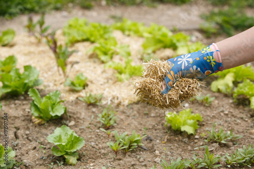 Gardener spreading a straw mulch around plants