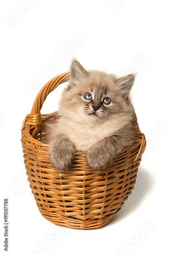     Cute little kitten in wicker basket on white background © mars58