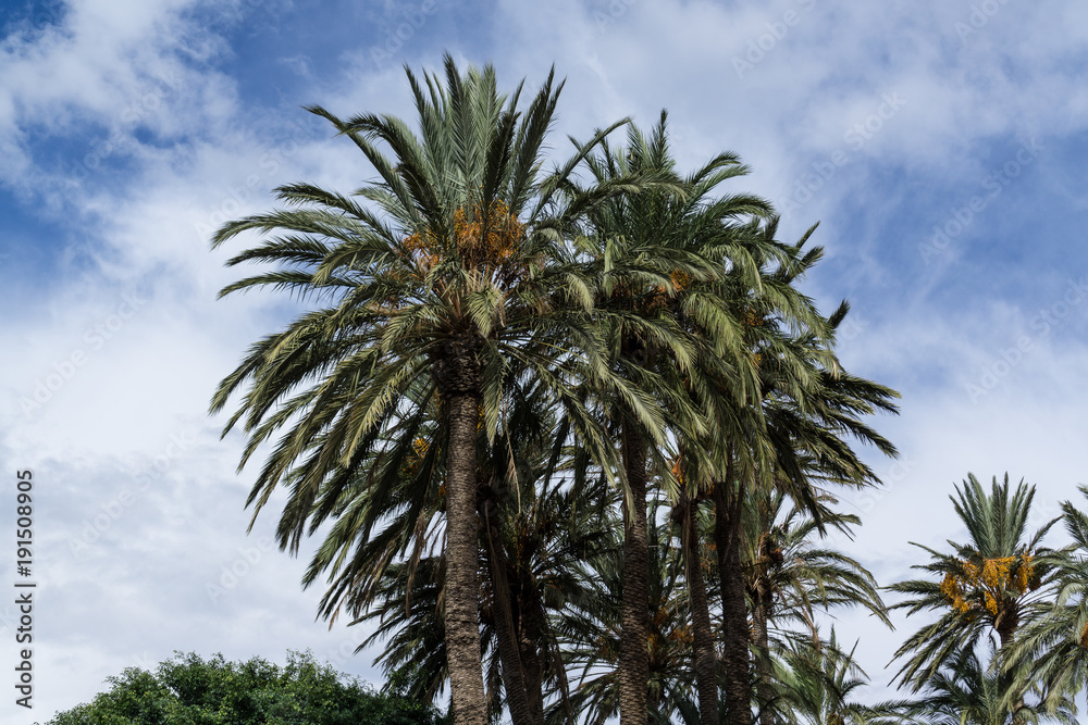 Palme mit blauem Himmel