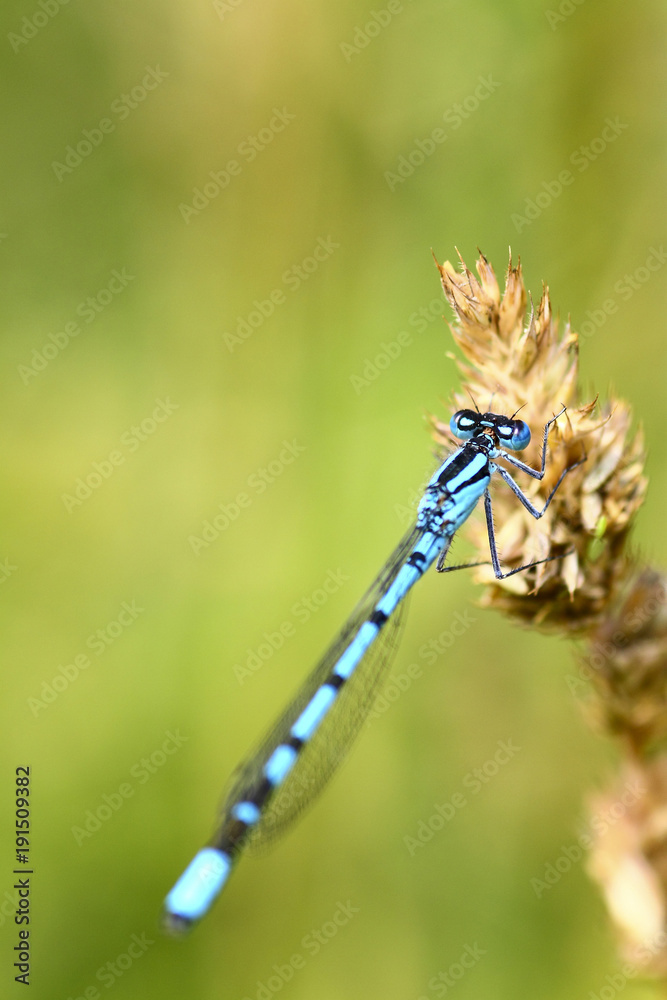 Close up of a male damselfly
