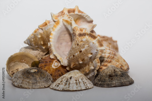 A Collection of Shells