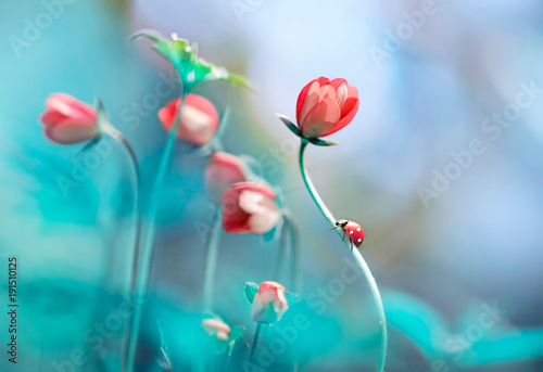 Beautiful pink flowers anemones and ladybug in spring nature outdoors against blue sky, macro, soft focus. Magic colorful artistic image tenderness of nature, spring floral wallpaper.