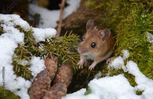 Kleine Maus photo