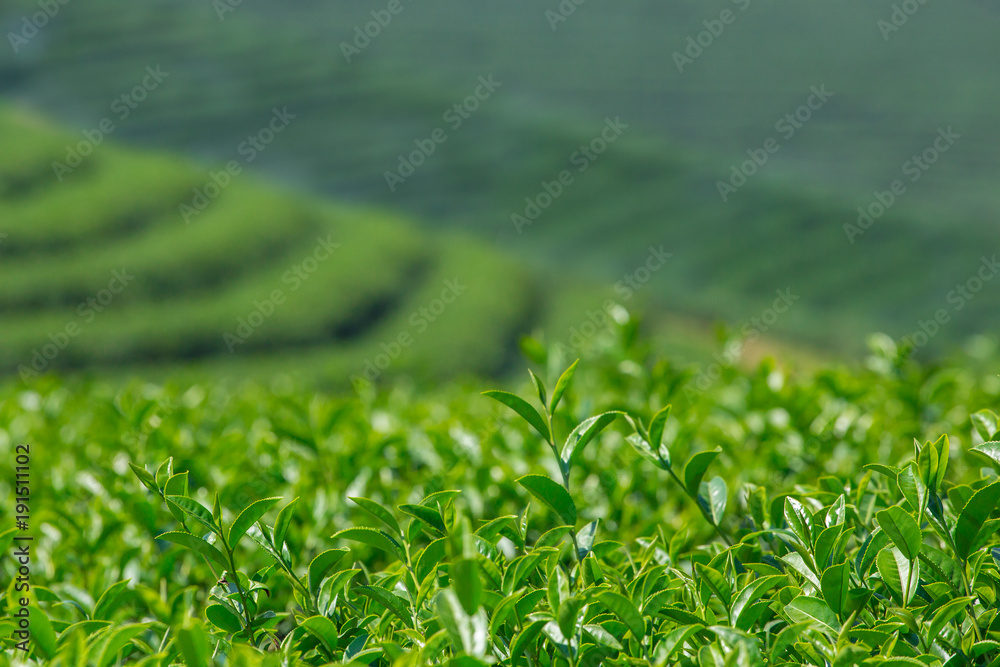 Green tea leaves close-up.  Mae Chan tea plantations in Northern Thailand