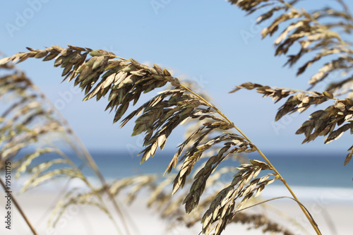 Slika na platnu sea oats on a beach