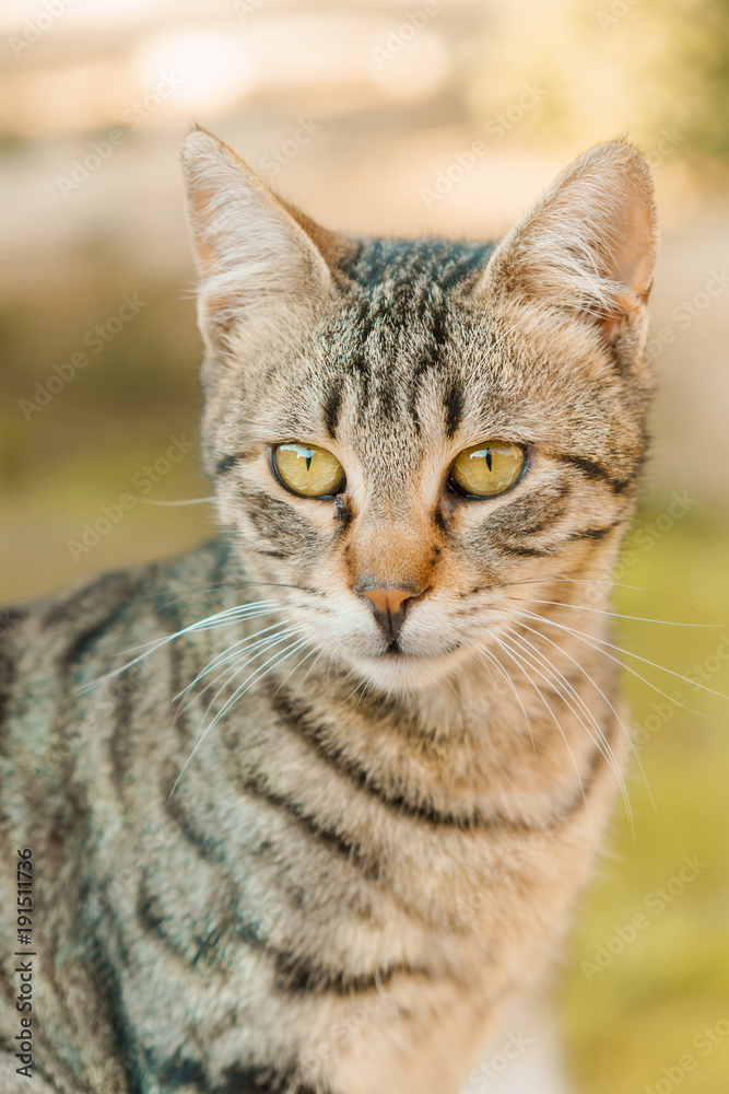 Beautiful portrait of cute animal cat with grass on background. Fluffy and purebred kitty with green eyes sitting outdoor Beautiful portrait of cute animal cat with grass on background. Fluffy and purebred kitty with green eyes sitting outdoor