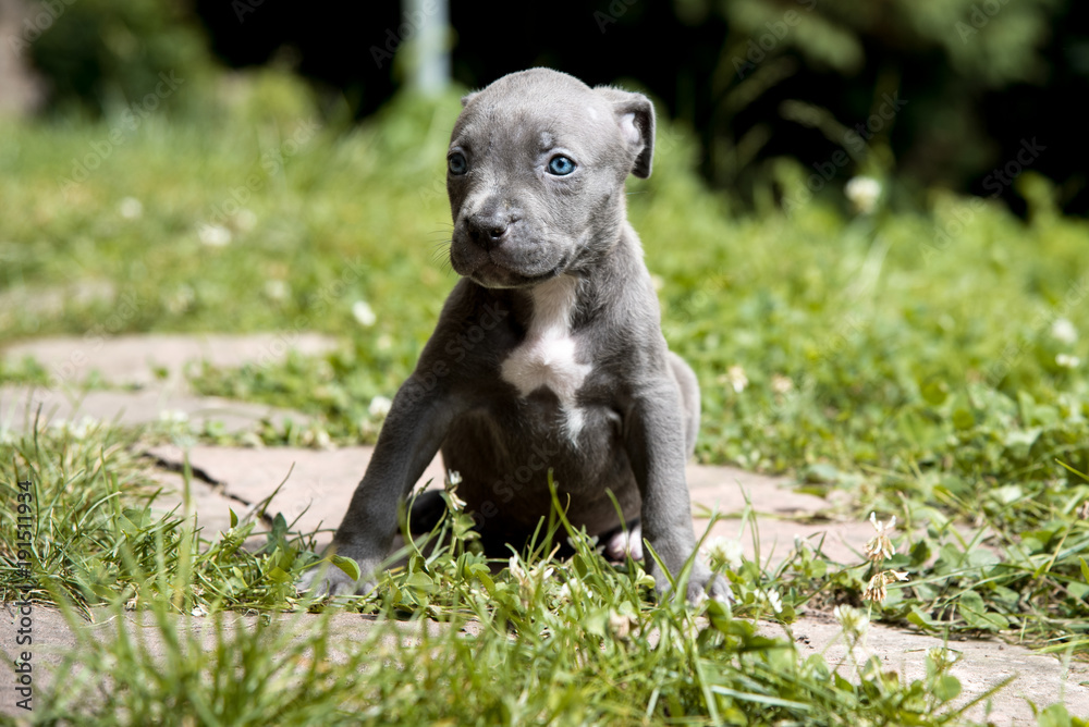 Fototapeta premium Welpe Pitbull American Bully 