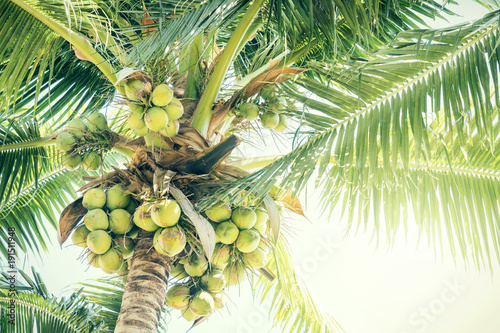 Fresh green coconuts on a palm tree in sun lights