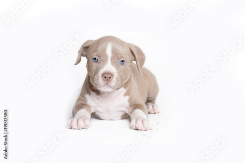Welpe Pitbull American Bully isloiert