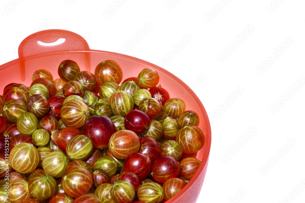 Colander filled with fresh organic gooesberries isolated on a white background Colander filled with fresh organic gooesberries isolated on a white background