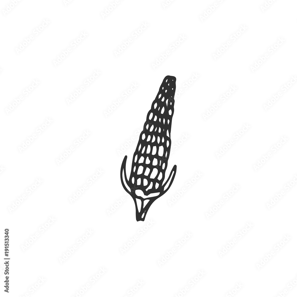 corn vector draw corn vector draw