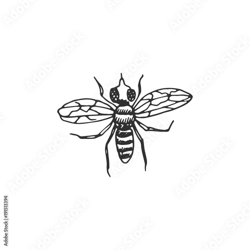 fly vector draw