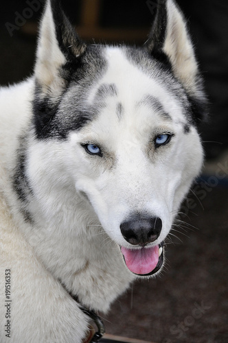 husky