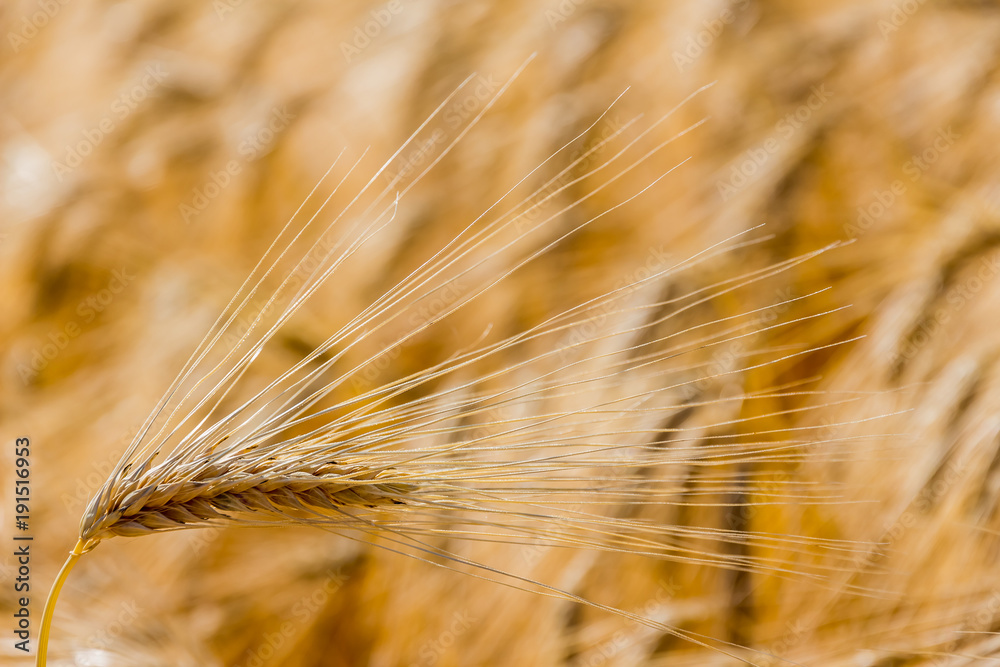 barley field before the harvest barley field before the harvest