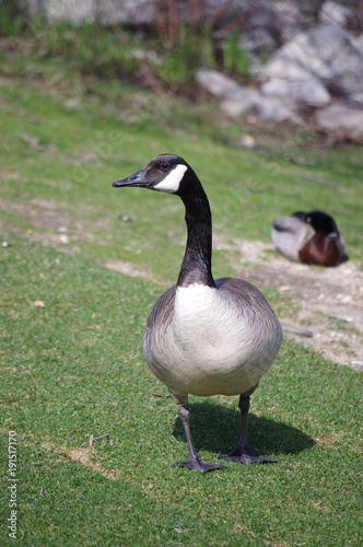 Canadian Geese © Sarah