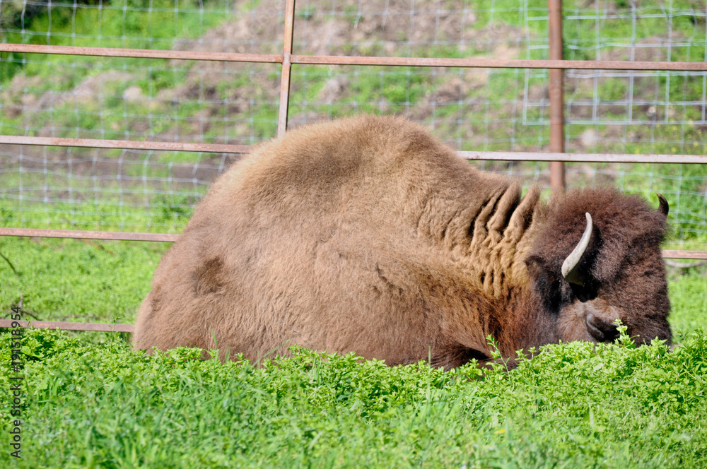 Fototapeta premium bufalo