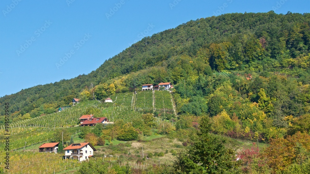 Vineyard on the hill of Klanjec in Croatia