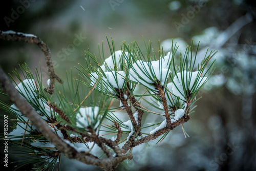 Magical Pine Branches During a Snowfall