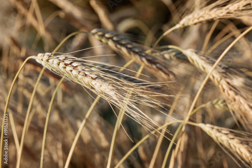 Spelt (Triticum spelta). Cereal. Grain crop, species of the genus Corn