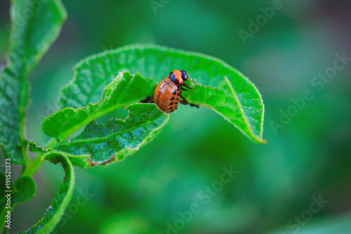 Colorado beetle macro eating potato leaf © Igor